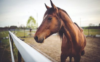 animal-brown-horse